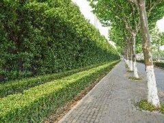 城市立體綠化